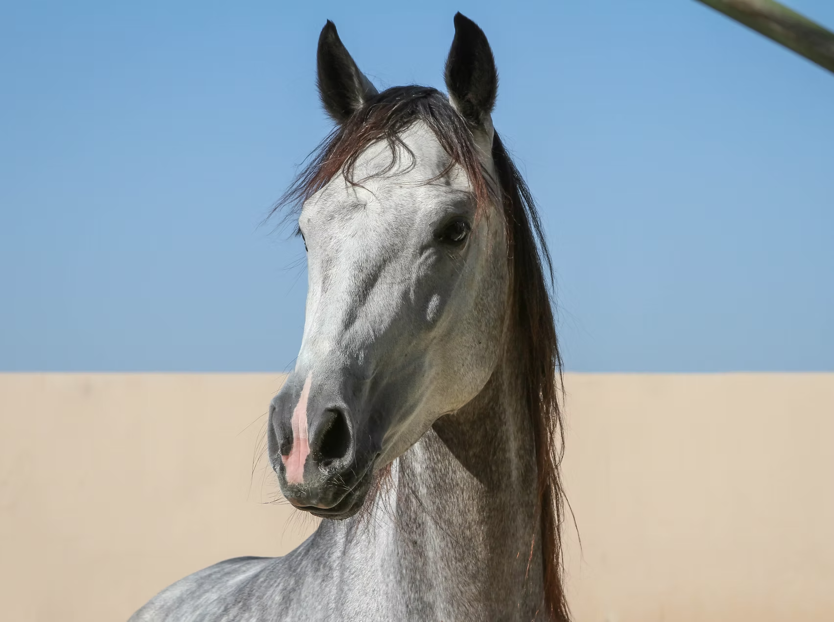 Beautiful grey Arabian horse - Al Haddar Stud