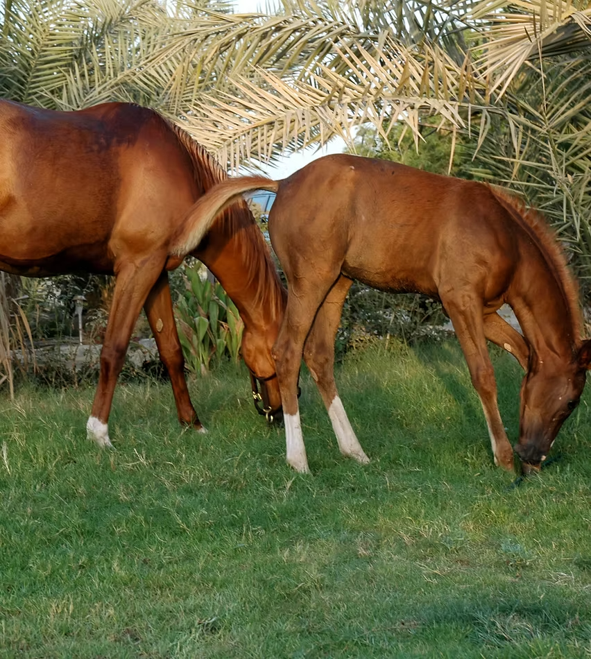 Arabian horses grazing at Al Haddar Stud